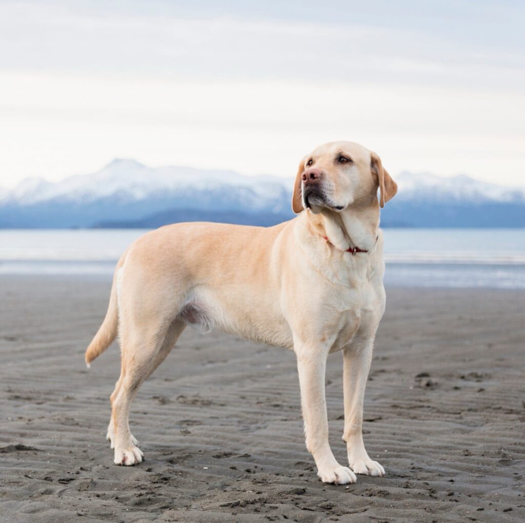 Akwa Ibom Assembly Turns Down Bill Seeking To Ban Eating of Dog Meat